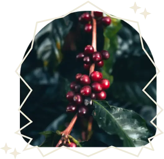 Coffee plant rounded with a white star frame.