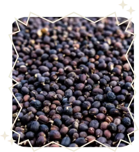 Sundried coffee beans rounded with a white star frame.