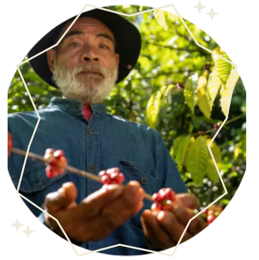 A farmer taking care about a coffee plant rounded with a white star frame.