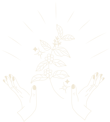 Hands enhancing a coffee plant